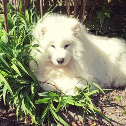 Hond die rustig snuffelt in de snuffeltuin van SuraSense